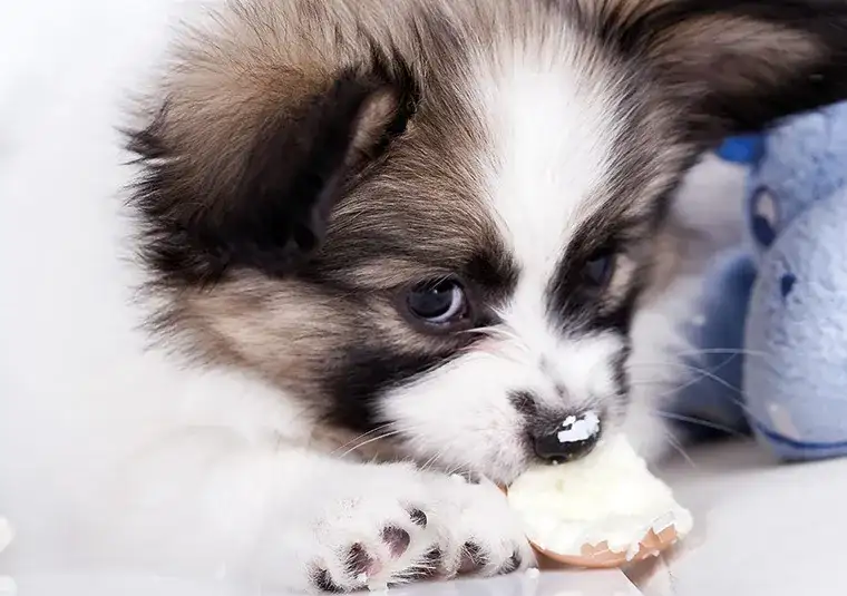 Czy pies może jeść jajecznicę? Odkryj ryzyko i korzyści dla zdrowia