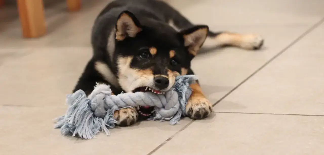 Kiedy szczeniaki przestają gryźć i jak im w tym pomóc, by uniknąć bólu