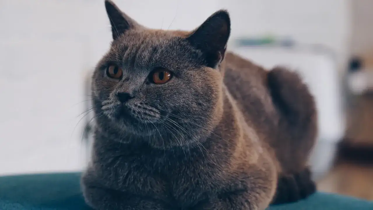 Jak przygotować się na adopcję kota? Czy to wymagające zwierzę?