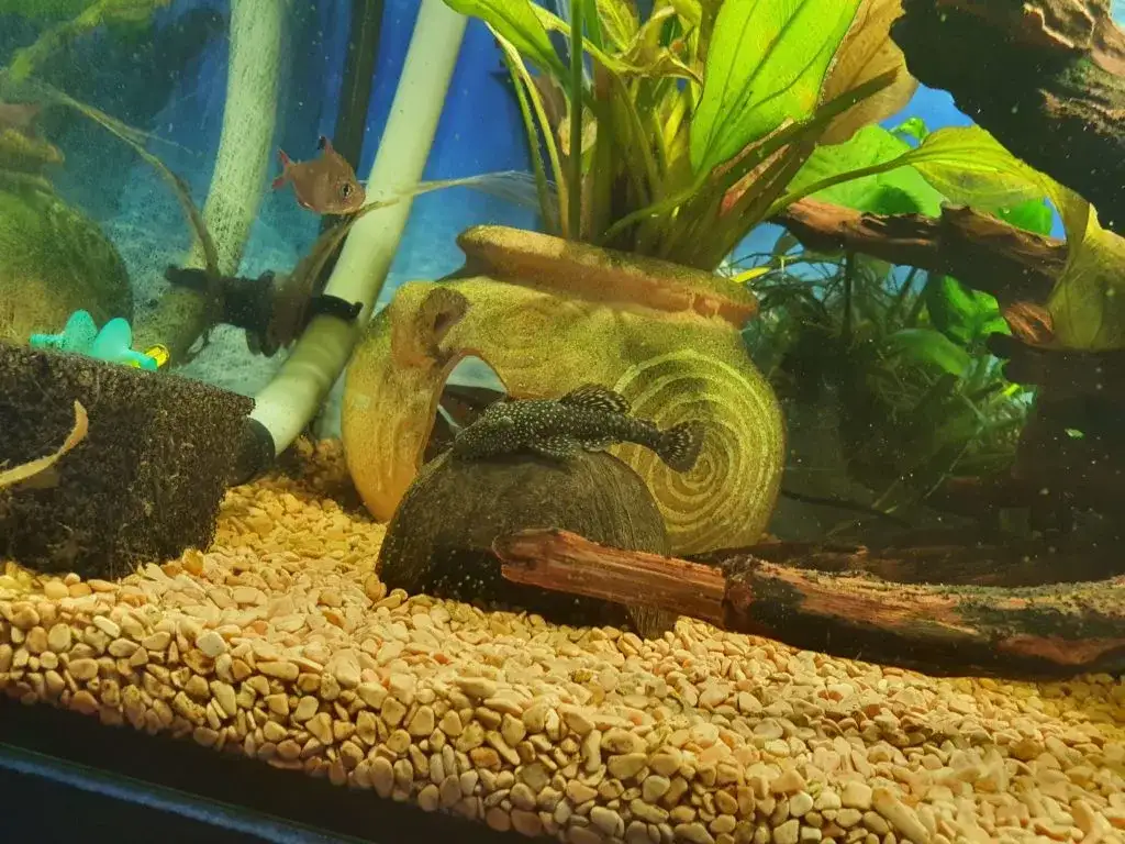 Co jedzą glonojady? Odkryj ich dietę w akwarium i naturze