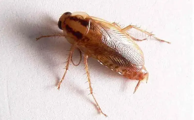 Prusak skąd się bierze? Zaskakujące powody ich pojawiania się w domach