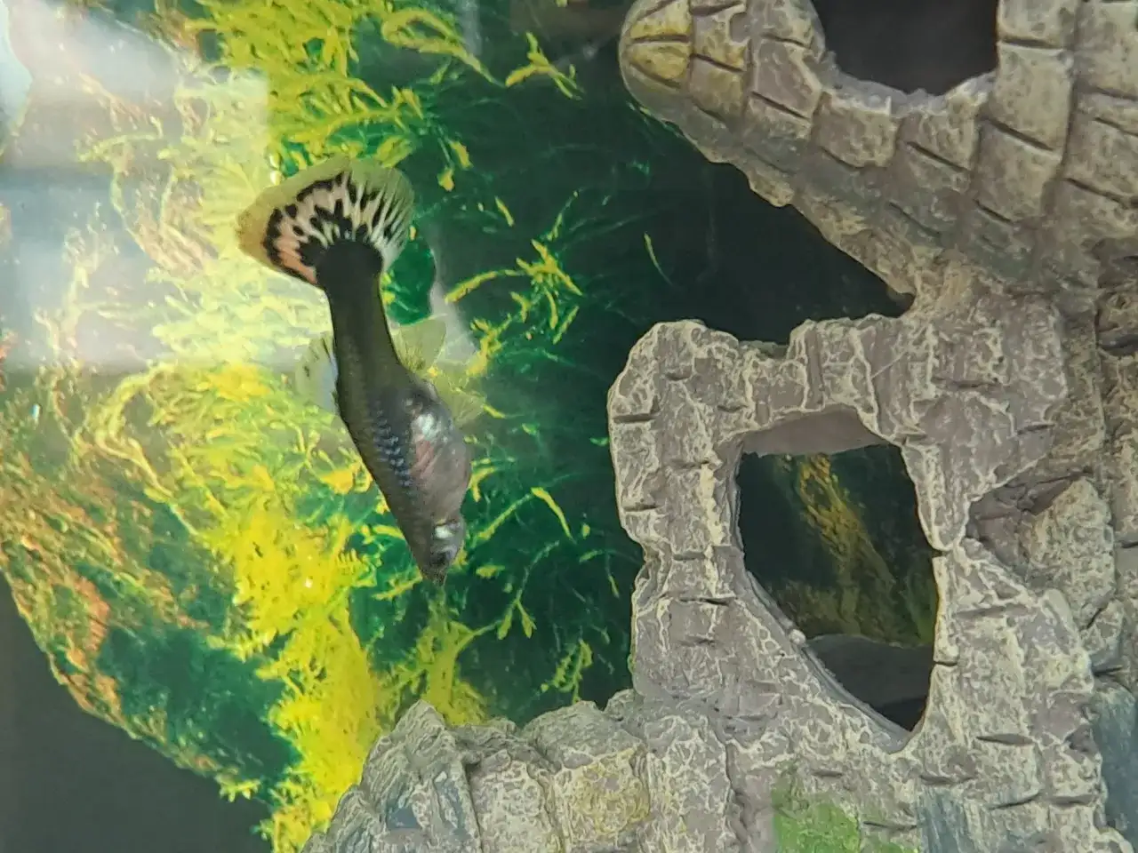 Jak wygląda gupik w ciąży? Oto znaki, które musisz znać