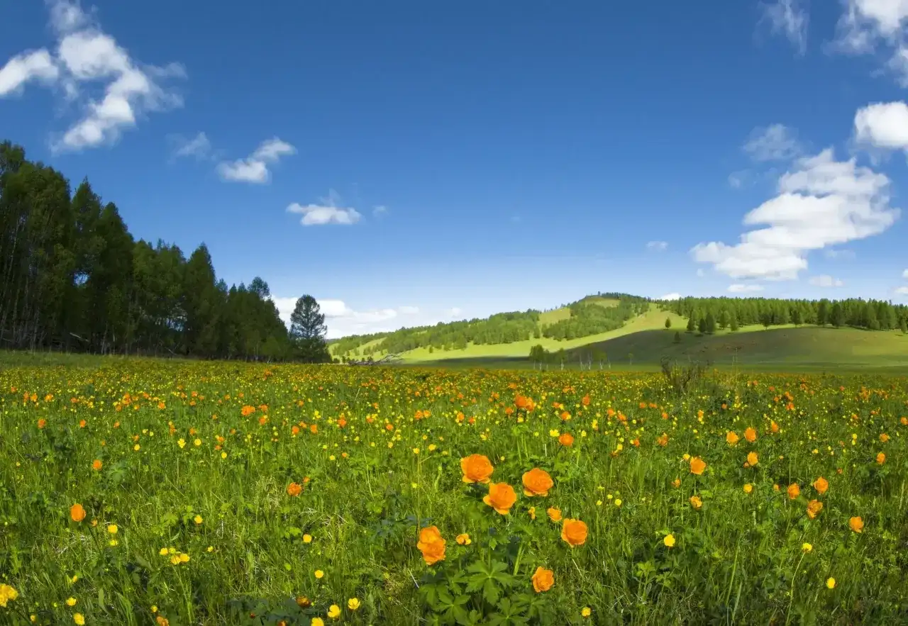 Bieszczady wiosną - kwitnące łąki i zielone połoniny w maju
