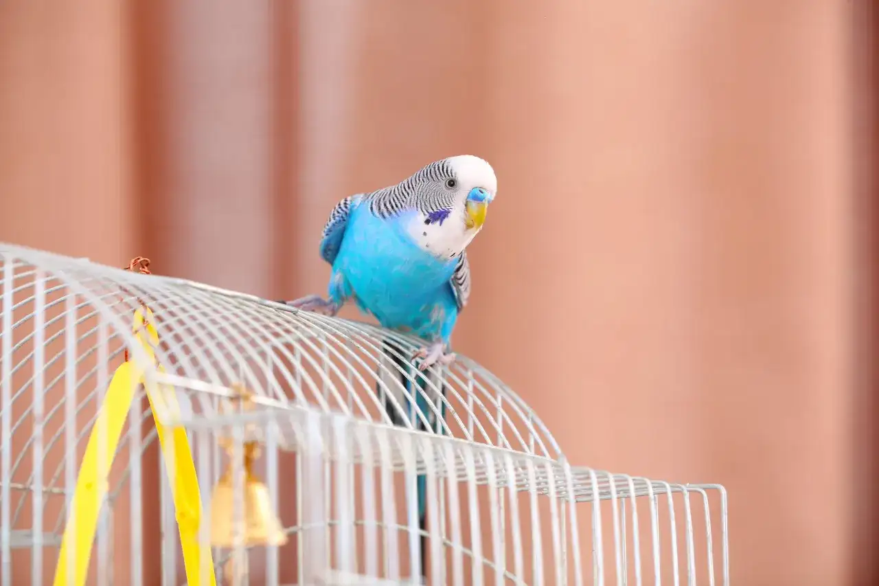 Jak wybrać idealną klatkę dla papugi falistej, aby była szczęśliwa