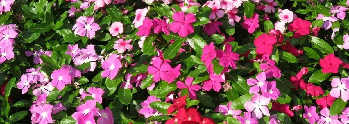 Najpiękniejsze kwiaty kwitnące całe lato: 7 niezawodnych roślin