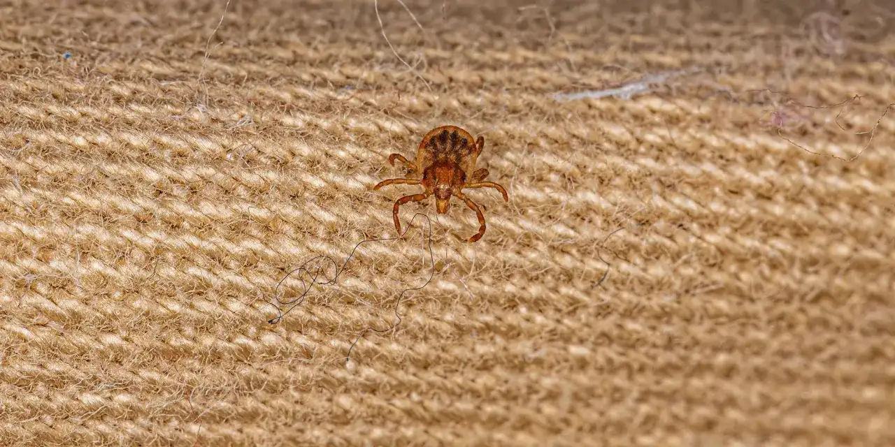 Jak usunąć nimfę kleszcza bezpiecznie i skutecznie - uniknij problemów