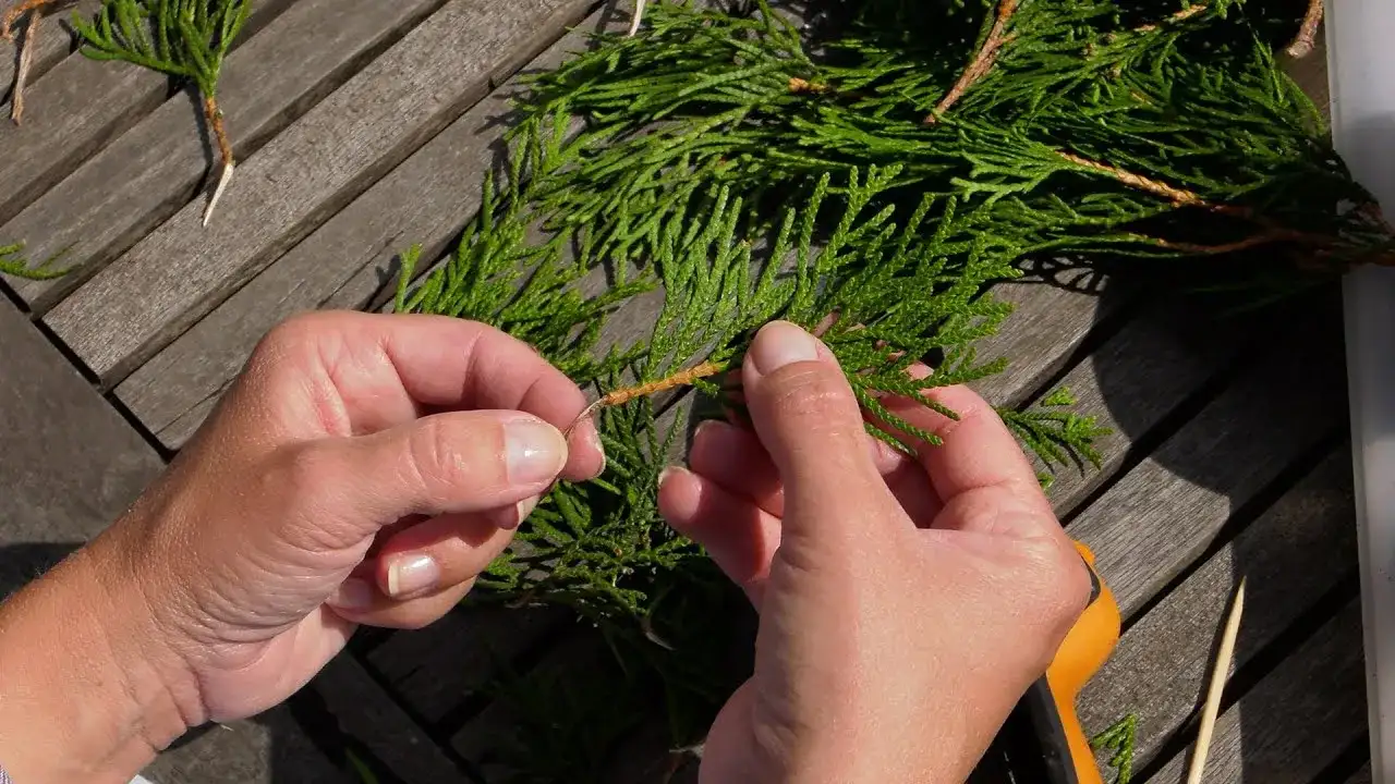 Jak rozsadzić tuje: proste kroki, aby uniknąć błędów w pielęgnacji