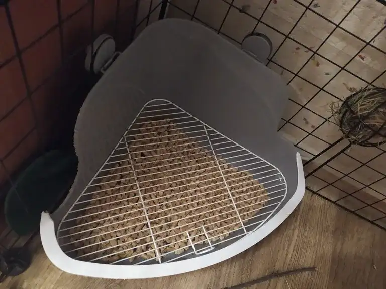 Jaka kuweta dla królika? Wybierz idealną toaletę dla swojego pupila