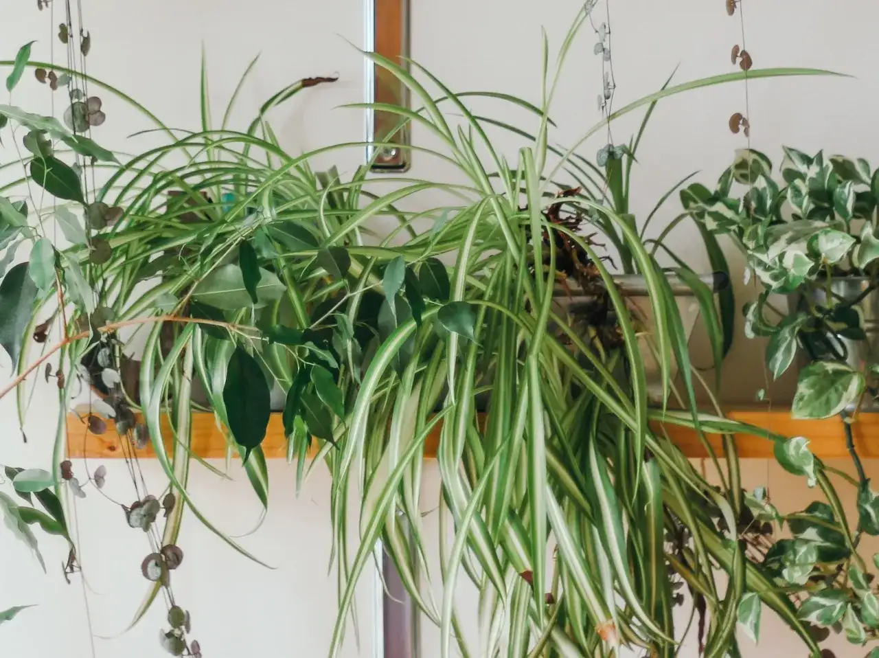 Czy zielistka jest trująca dla kota: prawda o bezpieczeństwie rośliny