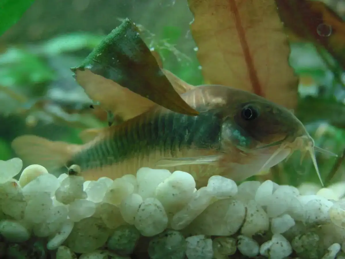 Ile rybek w akwarium 54l? Sprawdź, jak uniknąć błędów w obsadzie