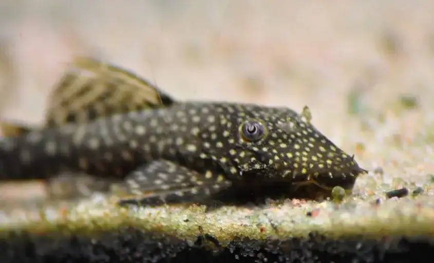 Dlaczego glonojady zdychają? Odkryj przyczyny i zapobiegaj stratom