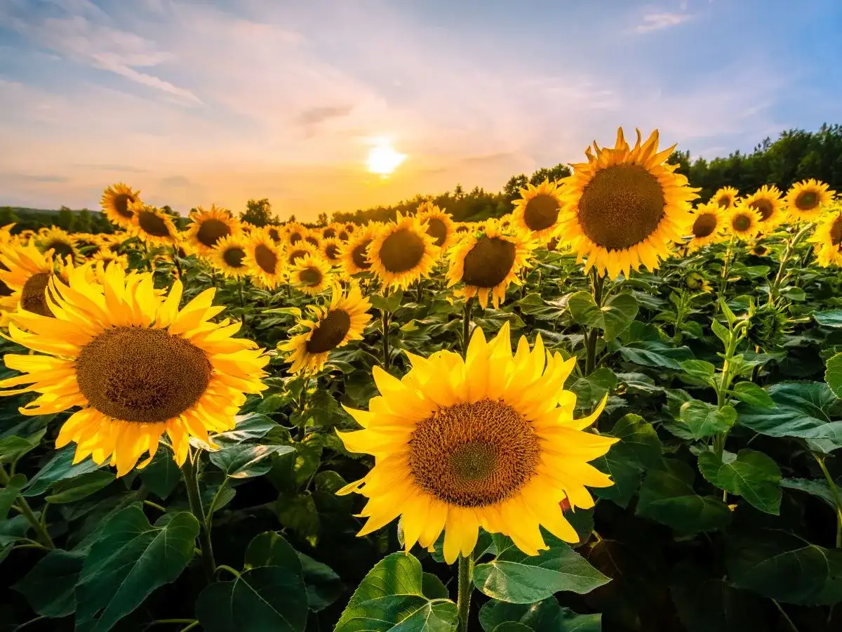 Uprawa słonecznika: Kluczowe zasady i skuteczne metody