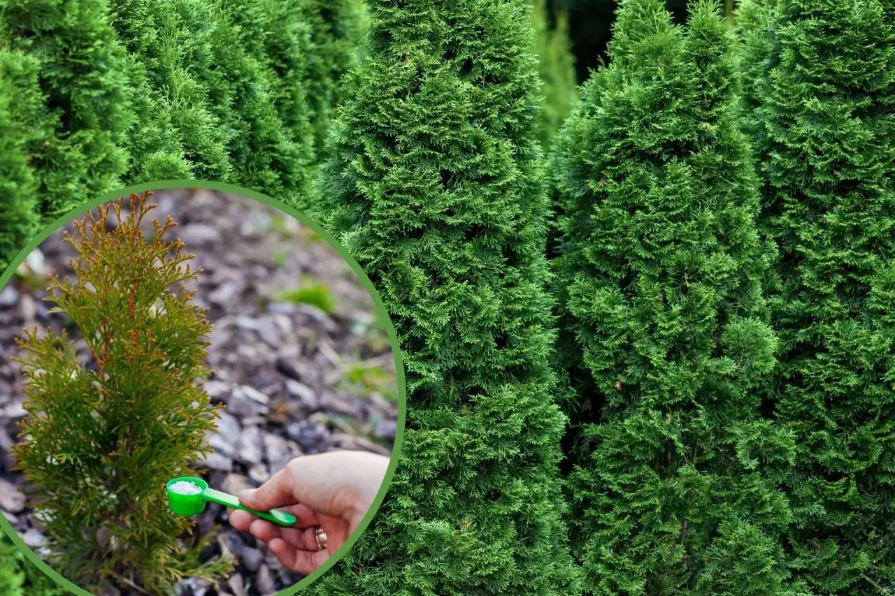 Kiedy nawozi się tuje, aby uniknąć ich osłabienia i chorób?