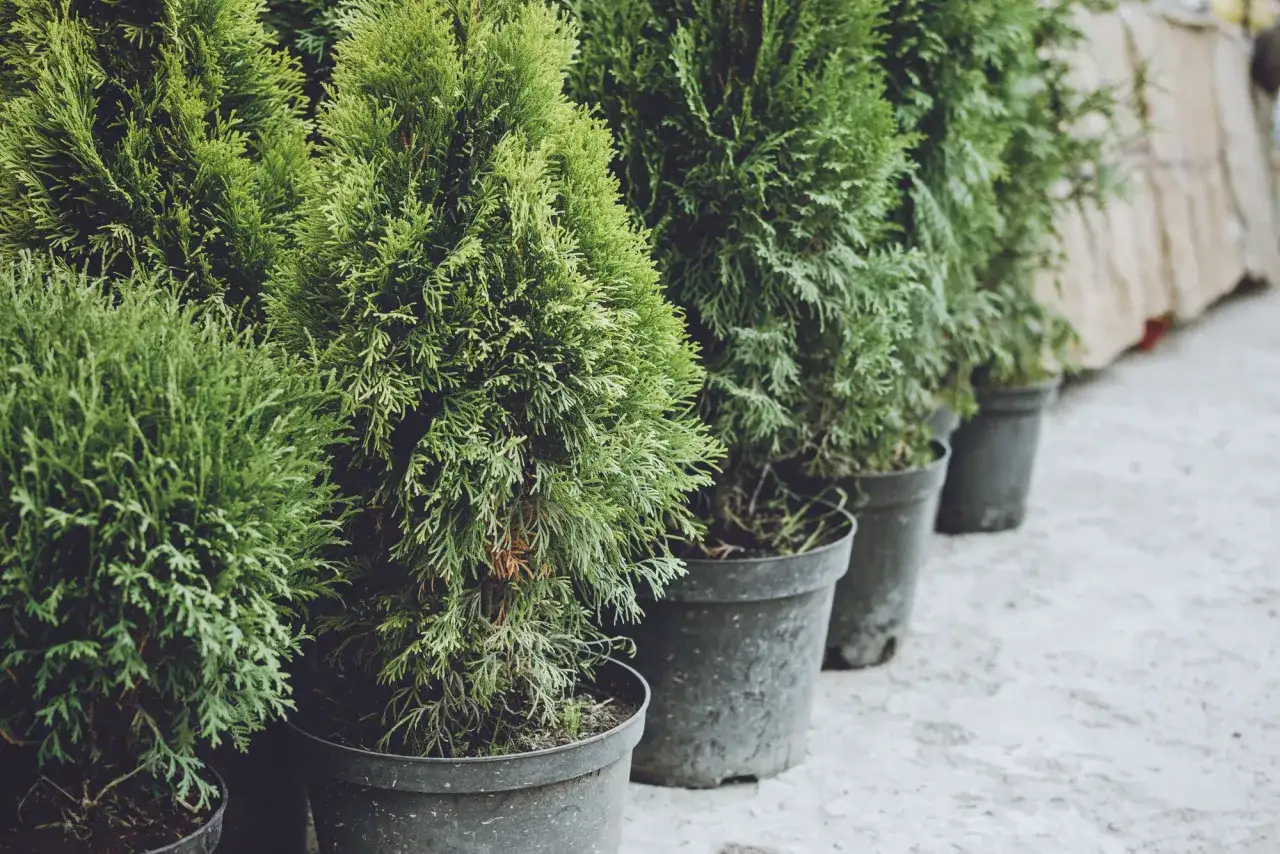 Kiedy sadzić choinkę z doniczki, aby uniknąć problemów z jej wzrostem