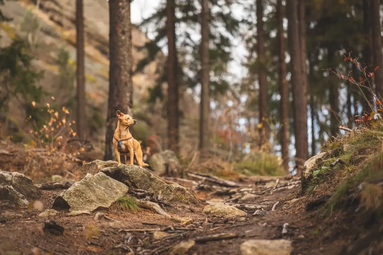 Czy na szlaki górach można chodzić z psem? Sprawdź zasady i trasy