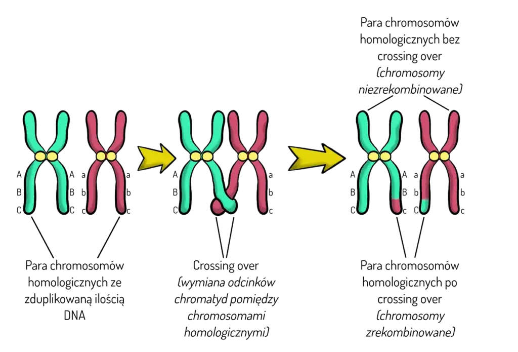 Zjawisko crossing over: przebieg procesu i znaczenie w genetyce