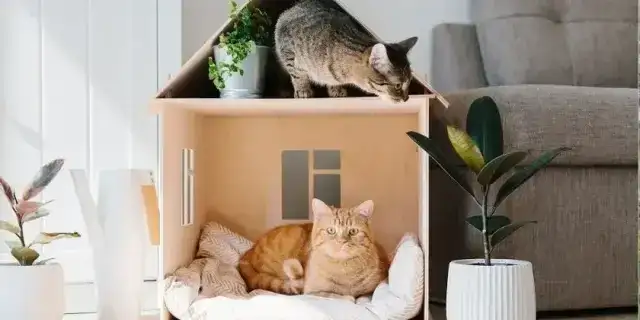 Jak zrobić ciepły i bezpieczny domek dla kota na zimę: praktyczny poradnik