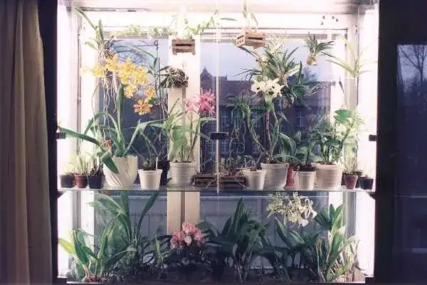 Najlepsze okno dla storczyków: Jak zapewnić im idealne warunki