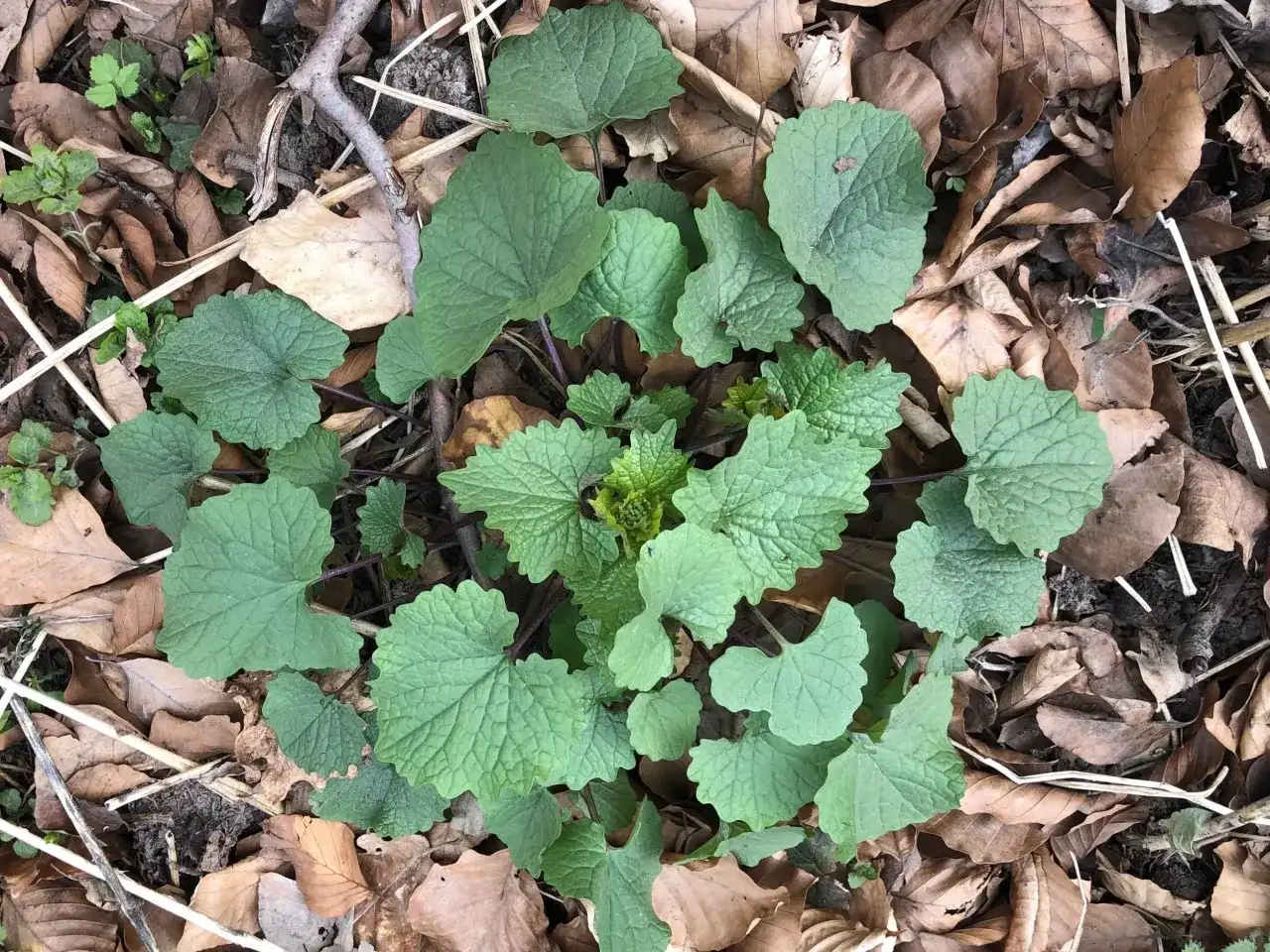 Pospolity chwast: jak ich unikać i rozpoznać w uprawach