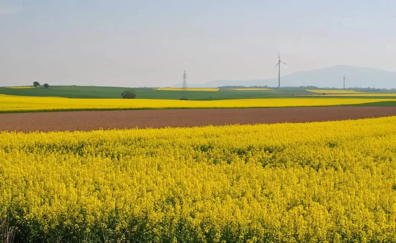 Miód rzepakowy na co? Odkryj jego zdrowotne właściwości i zastosowania
