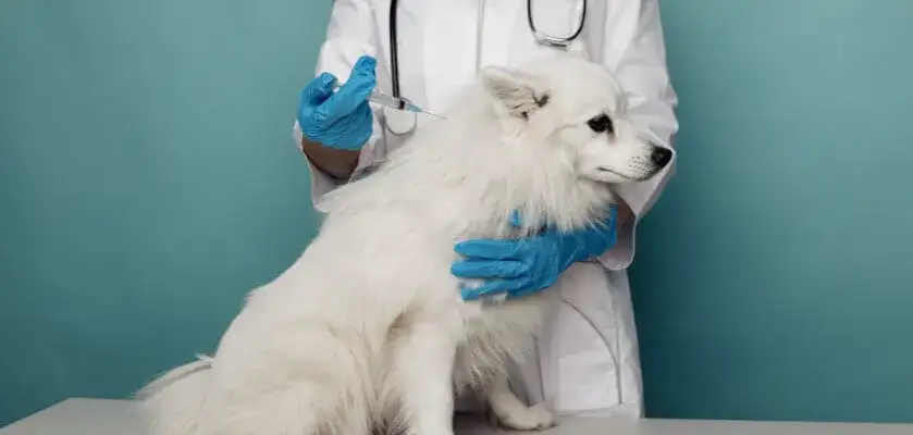 Kiedy szczepić szczeniaka przeciwko wściekliźnie, aby uniknąć problemów?