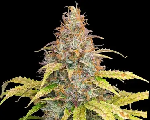 7 konopnych ciekawostek o odmianie Amnesia Haze, których mogłeś nie wiedzieć