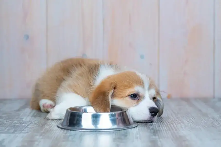 Dlaczego szczeniak nie chce jeść? Przyczyny i skuteczne sposoby na apetyt
