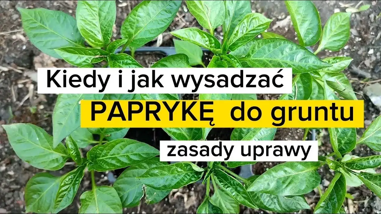 Kiedy wysadzać paprykę do gruntu? Poznaj optymalny termin