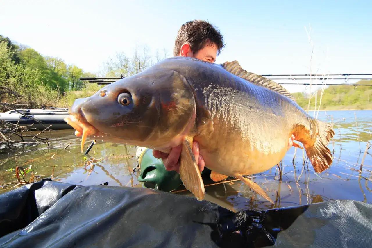 Der beste Köder für Karpfen: So fängst du garantiert mehr Fische