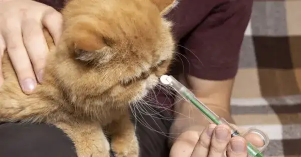 Ile trwa odrobaczanie kota i co wpływa na jego skuteczność