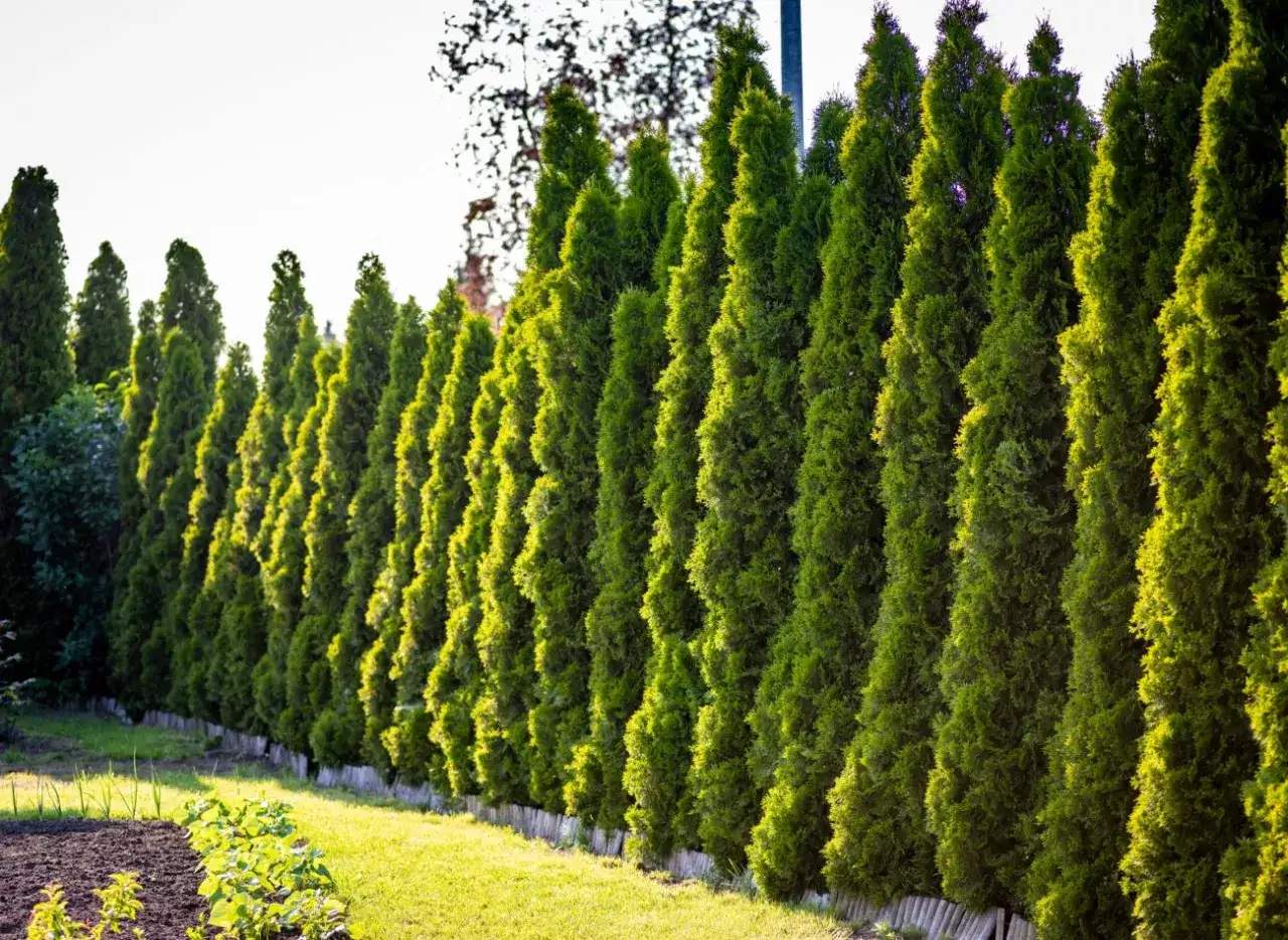 Jak długo rosną tuje? Odkryj ich zaskakujący tempo wzrostu