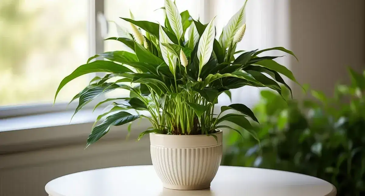 Kwiaty pochłaniające wilgoć: 5 roślin do walki z pleśnią w domu