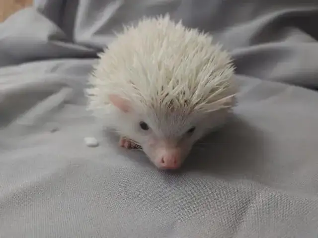 Biały jeż w domu: wszystko co musisz wiedzieć przed zakupem pupila