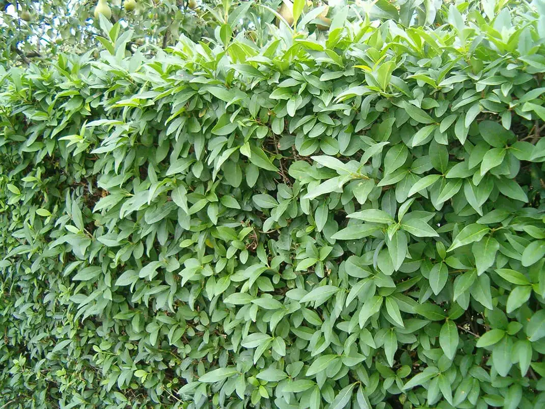 Żywopłot który szybko rośnie: najlepsze rośliny do Twojego ogrodu