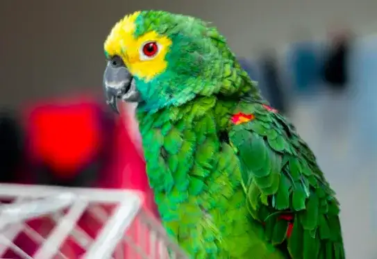 Papuga piona – podstawowe zasady pielęgnacji i żywienia