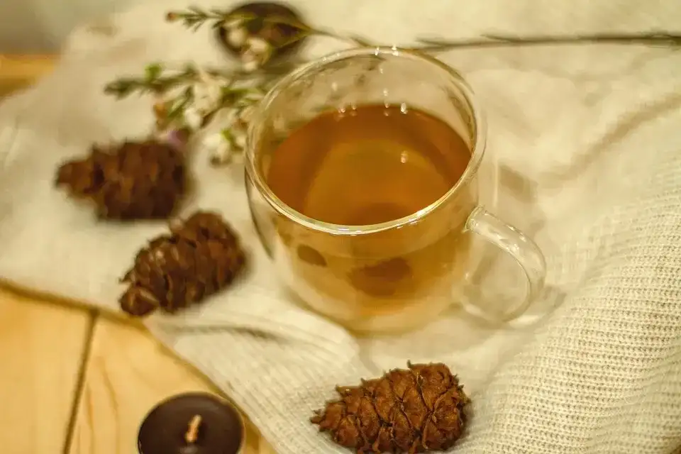 Jak przygotować zdrową herbatę z igieł sosny: prosty przepis krok po kroku