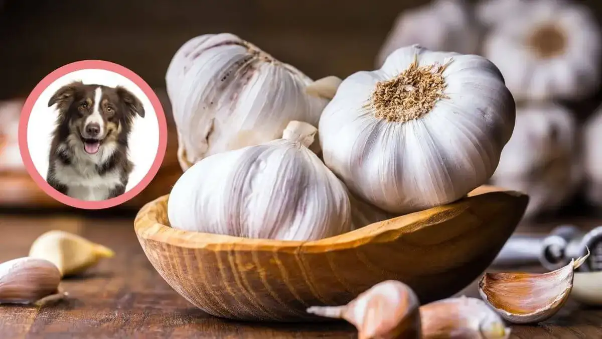 Czy pies może jeść czosnek? Poznaj prawdę o tej niebezpiecznej roślinie