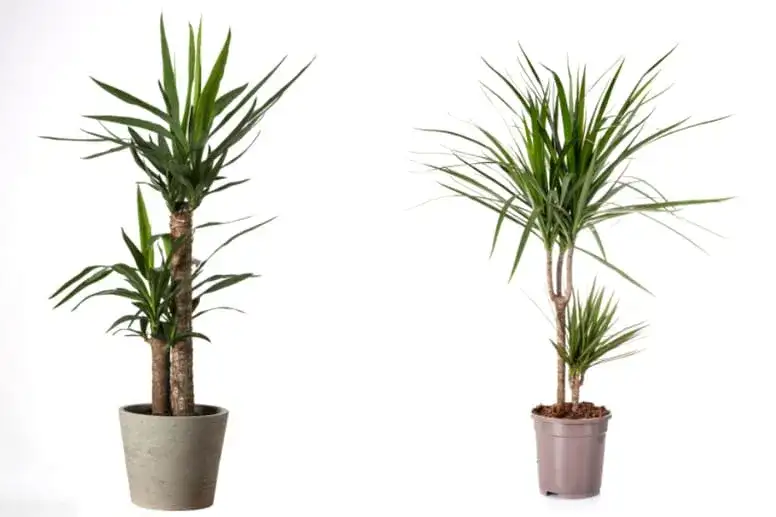 Czy juka jest trująca dla kota? Poznaj fakty i objawy zatrucia