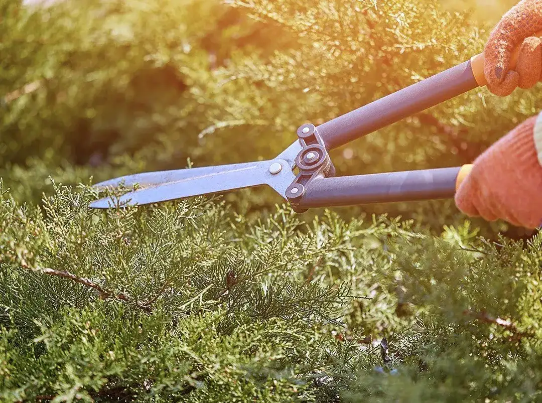 Jak przycinać żywopłot, aby uniknąć błędów i uzyskać piękny efekt