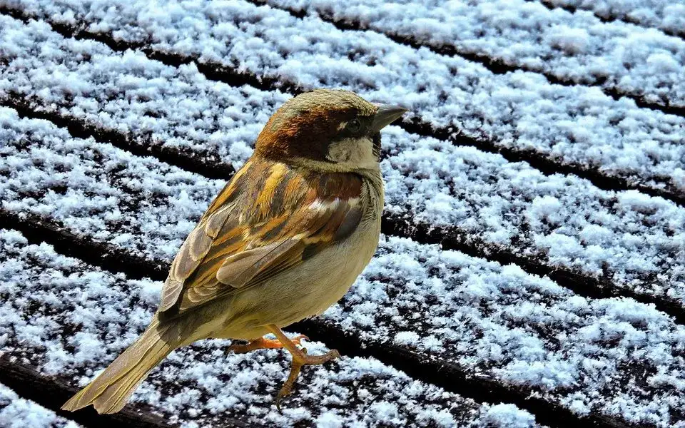 Czy wróbel zimuje w Polsce? Sprawdź, jak przetrwa mrozy i czy migruje