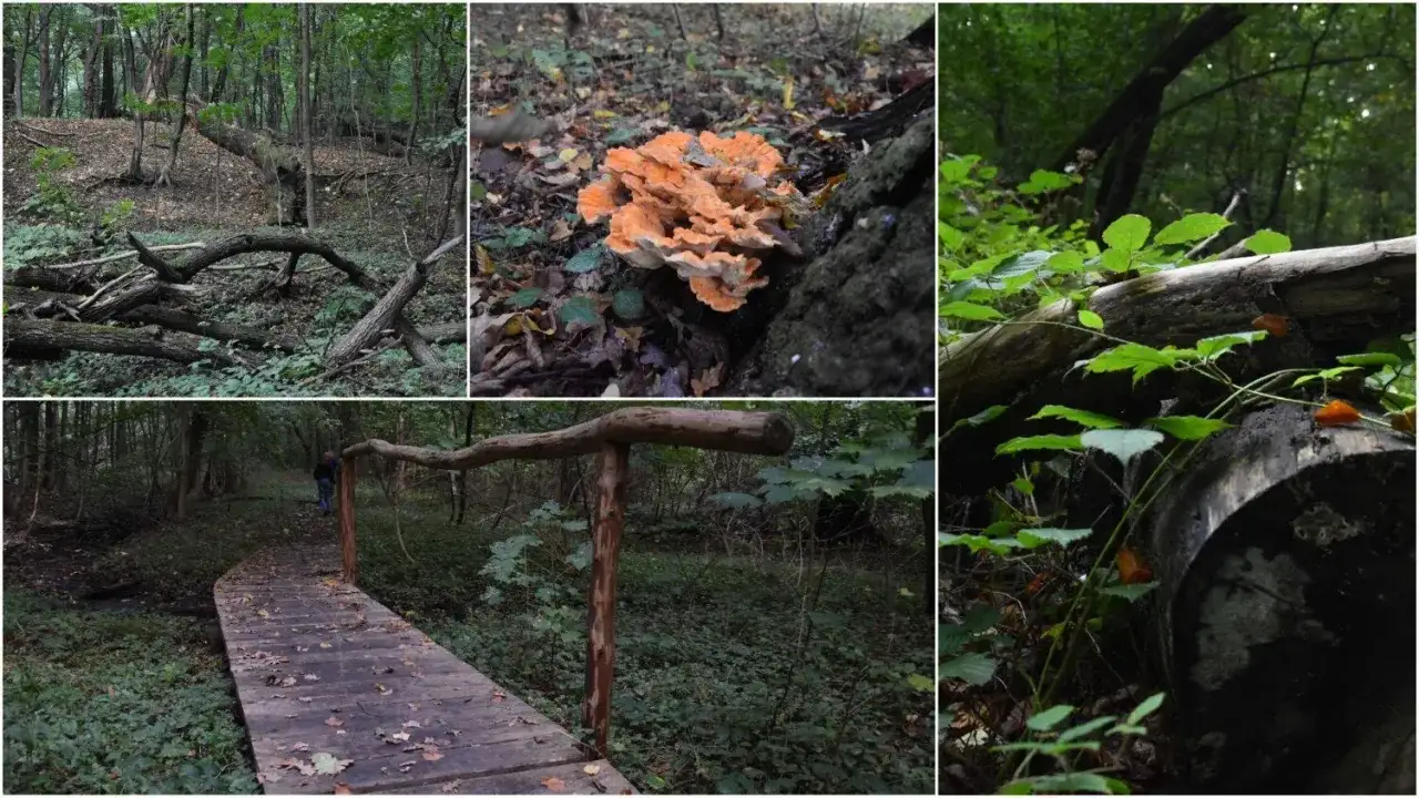 Rezerwat przyrody Debrza: Odkryj nieznane skarby i atrakcje natury