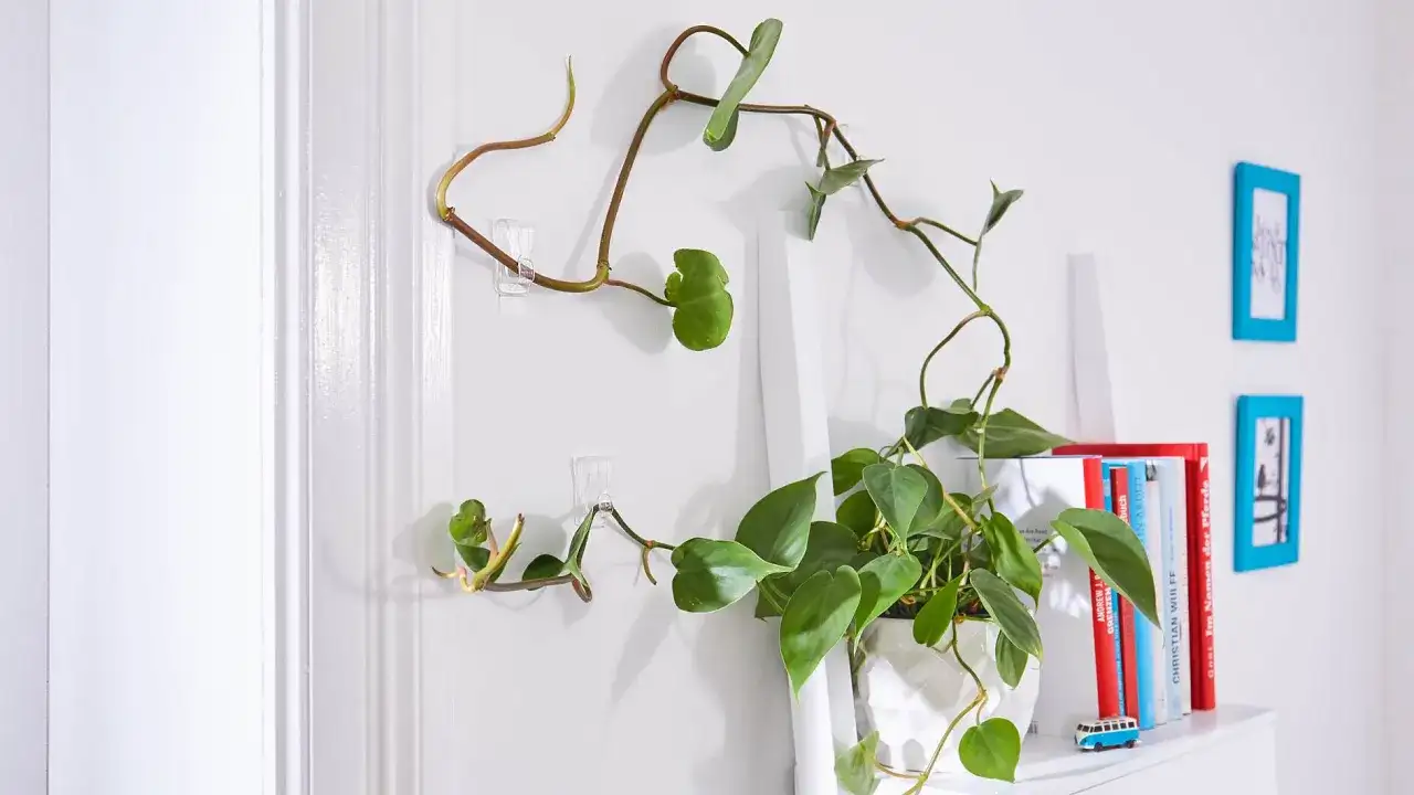 Jak prawidłowo używać haczyków do roślin - najlepsze metody mocowania pnączy