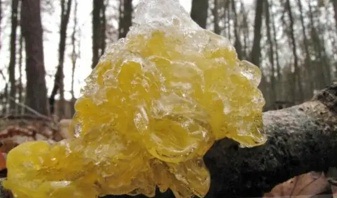 Grzyb galaretowaty: co musisz wiedzieć przed spożyciem tego gatunku