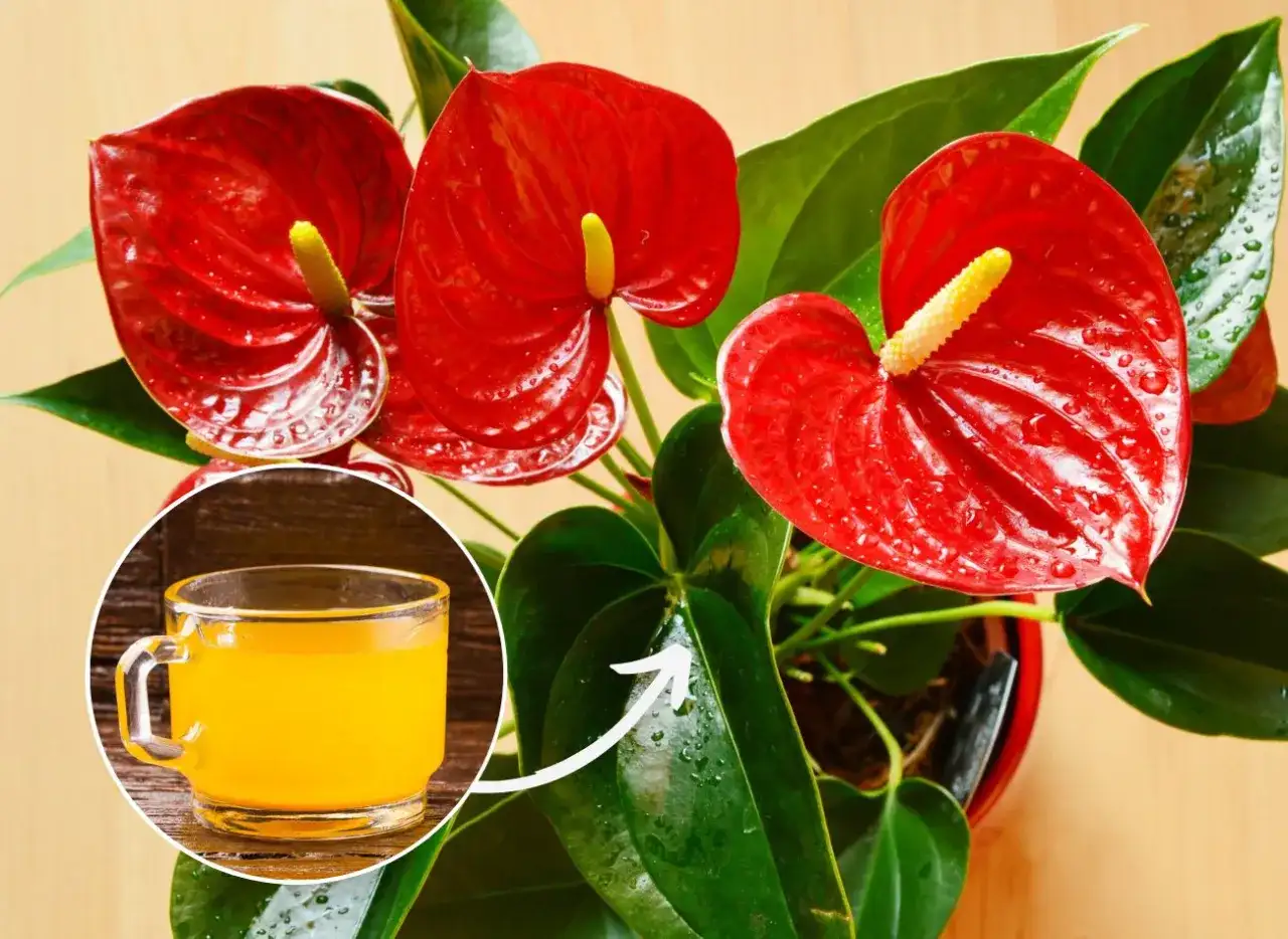 Jaki nawóz do anturium? Sekrety bujnego kwitnienia w domu