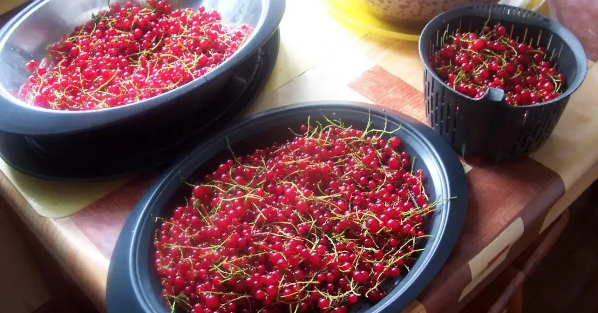 Zrób samodzielnie sok z czerwonej porzeczki w Thermomixie