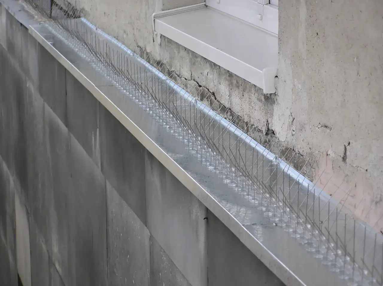 Skuteczne sposoby ochrony parapetu przed natrętami. Jak pozbyć się gołębi?