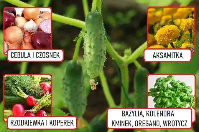 Co posadzić obok ogórków, aby uniknąć szkodników i poprawić plony