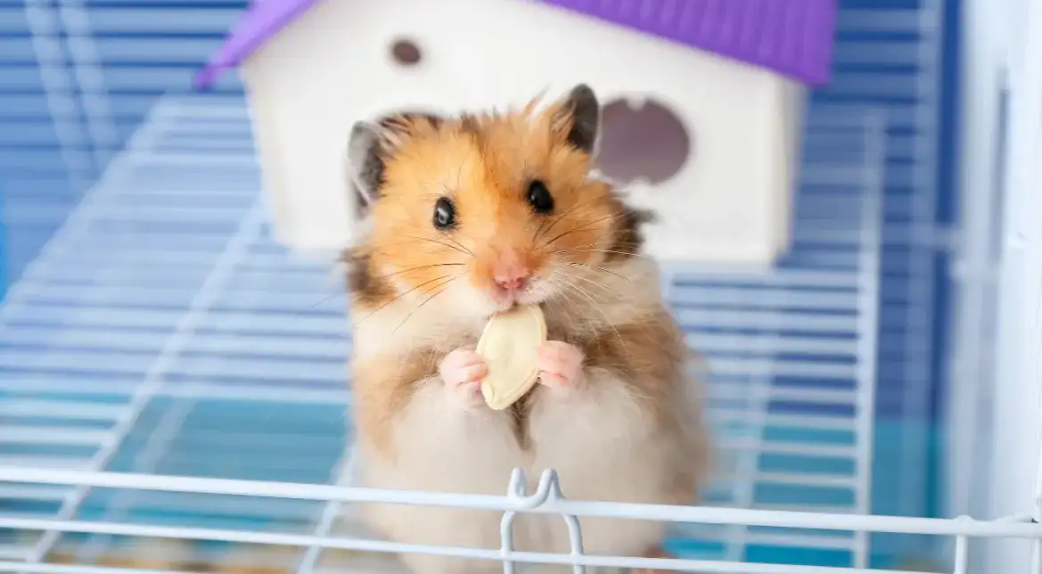 Jaką klatkę dla chomika wybrać, aby zapewnić mu komfort i zdrowie?