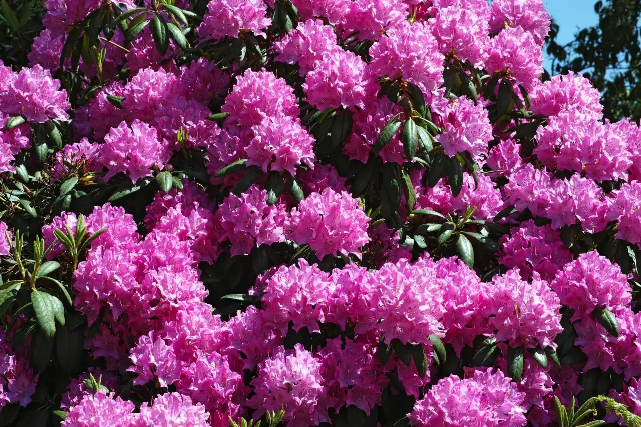 Kiedy nawozić rododendrony? Krzewy rododendronów w pełnym rozkwicie, z mnóstwem różowych kwiatów i ciemnozielonych liści.
