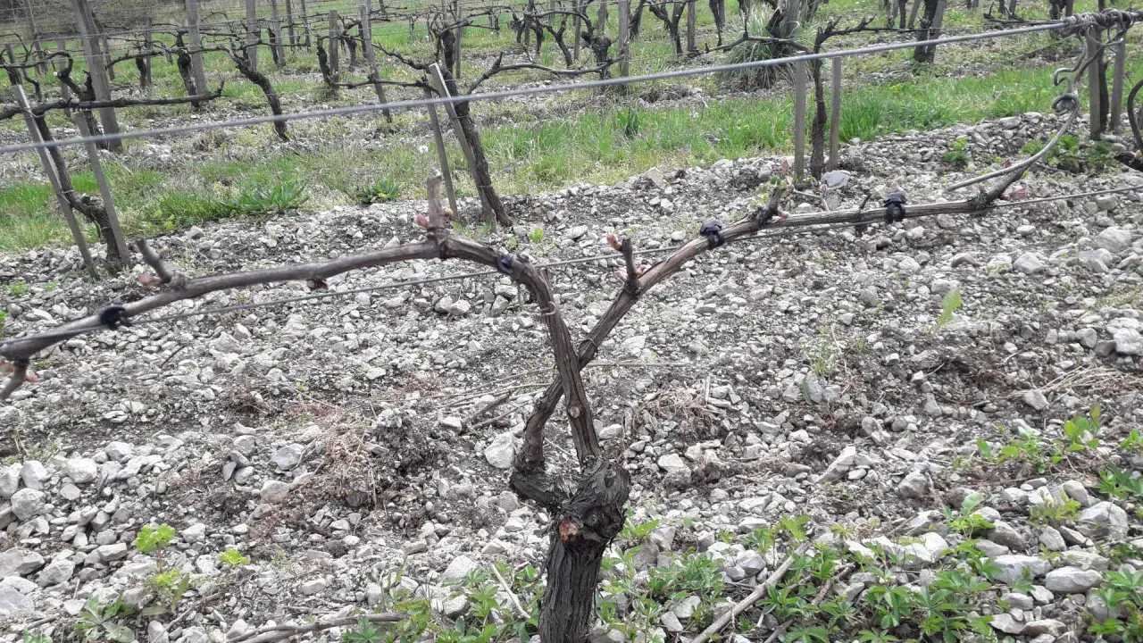 Vigne taill&eacute;e, pr&ecirc;te pour la saison. Les sarments sont attach&eacute;s aux fils de fer, attendant de nouvelles pousses.